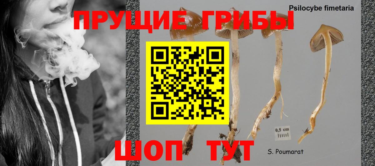 Галлюциногенные грибы Cubensis Прохладный